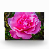 繊細なピンクのバラ。 フォトブロック (正面)