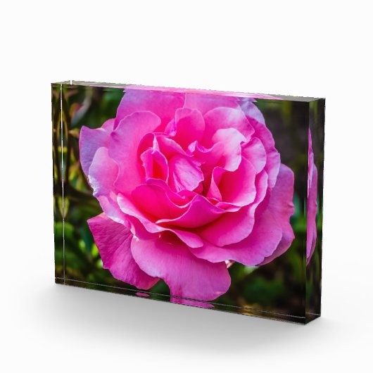 繊細なピンクのバラ。 フォトブロック (右)