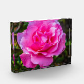 繊細なピンクのバラ。 フォトブロック (左)