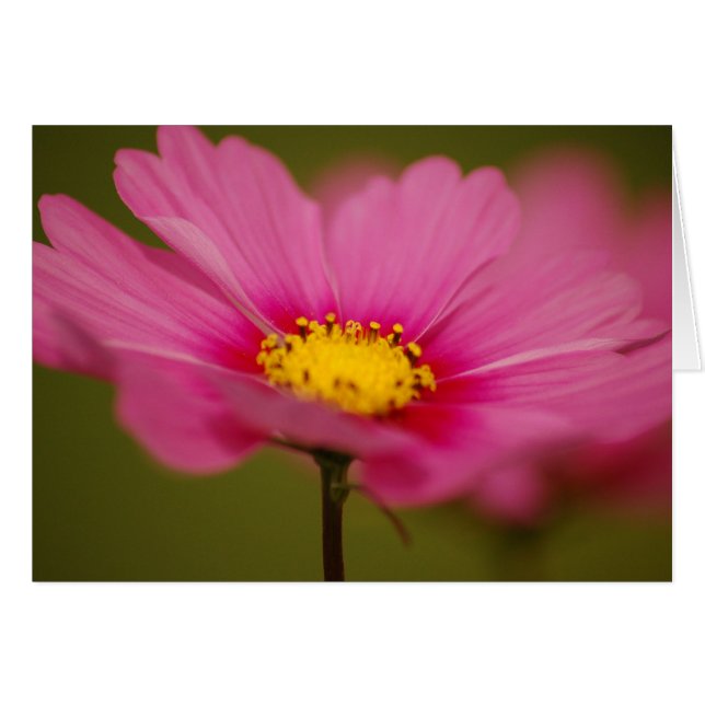 繊細なピンクのフローラ (正面横)