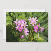 繊細なピンクの春の野花 (正面)