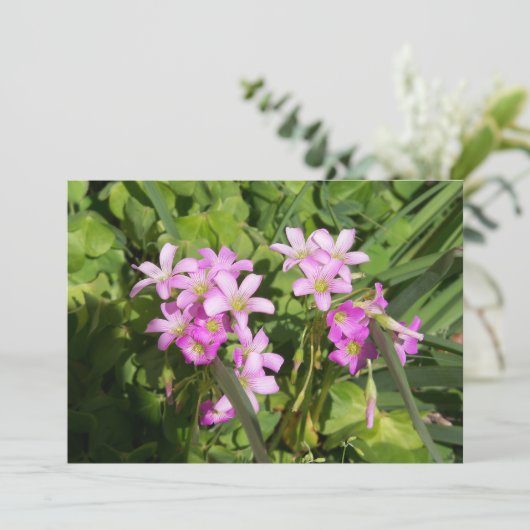 繊細なピンクの春の野花 (スタンド正面)