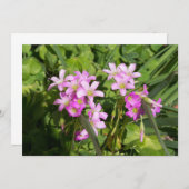 繊細なピンクの春の野花 (正面/裏面)