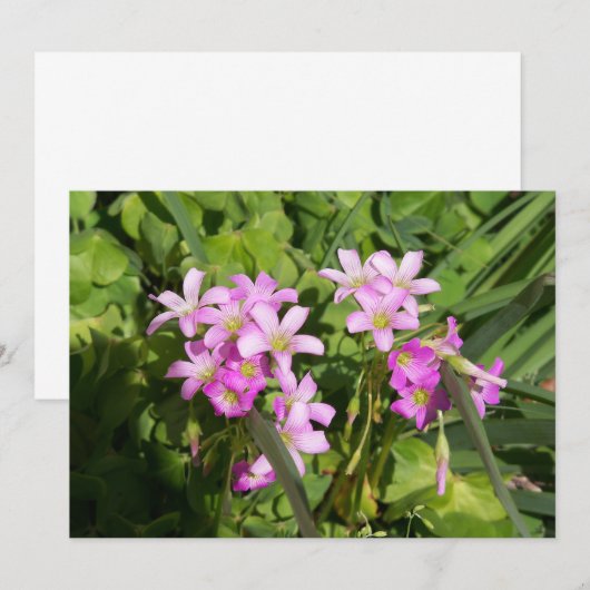 繊細なピンクの春の野花 (正面/裏面)