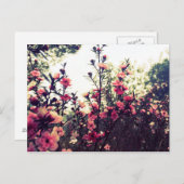 繊細なピンク色の花 ポストカード (正面/裏面)