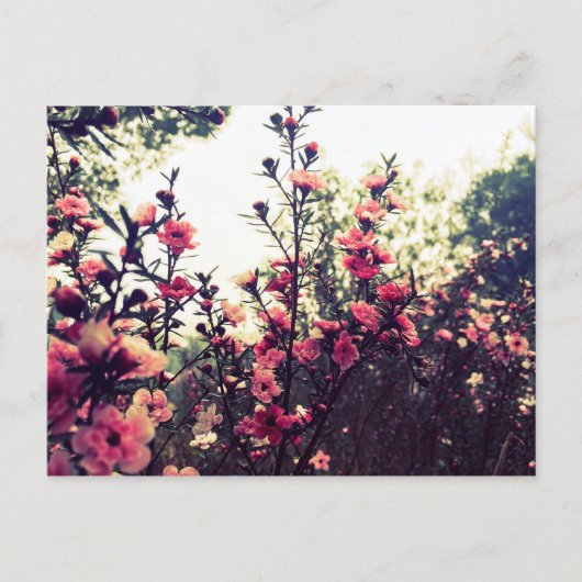 繊細なピンク色の花 ポストカード (正面)