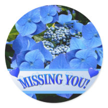 繊細なブルーラケキャップアジサイ