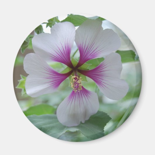 繊細なユリ – マグネット (正面)