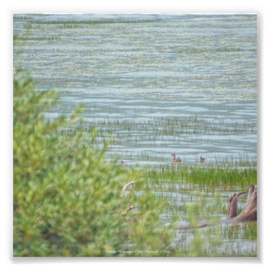 繊細な動き フォトプリント            (正面)