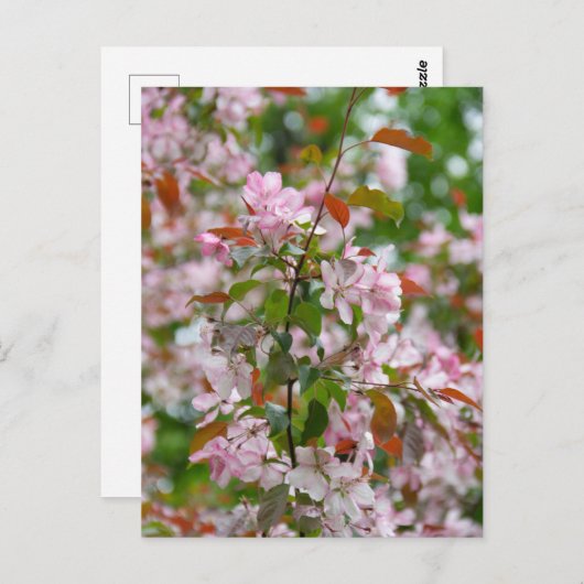 繊細な枝に花が咲くリンゴの木 ポストカード (正面/裏面)