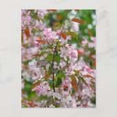 繊細な枝に花が咲くリンゴの木 ポストカード (正面)