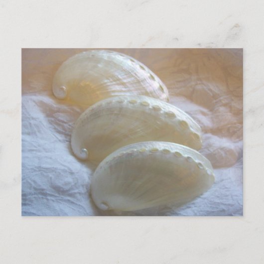 繊細な渦模様 ポストカード (正面)