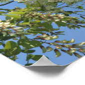 繊細な白いイナゴの花が青い空を咲かせる ポスター (角)