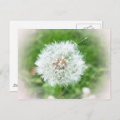 繊細な白い花 ポストカード (正面/裏面)