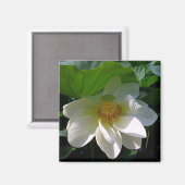 繊細な白い蓮の花を持つ磁石 マグネット (正面/裏面)
