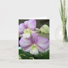 繊細な白と紫の蘭のノートカ空白のード ノートカード