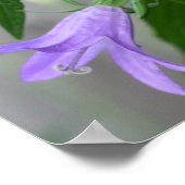 繊細な紫のユリの花 ポスター (角)