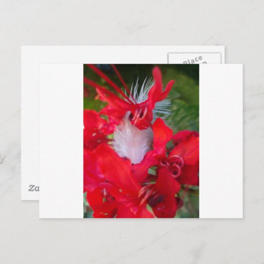 繊細な美しい:白い羽毛の赤い花 ポストカード (正面/裏面)