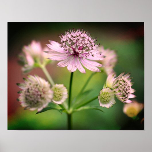 繊細な花 ポスター (正面)