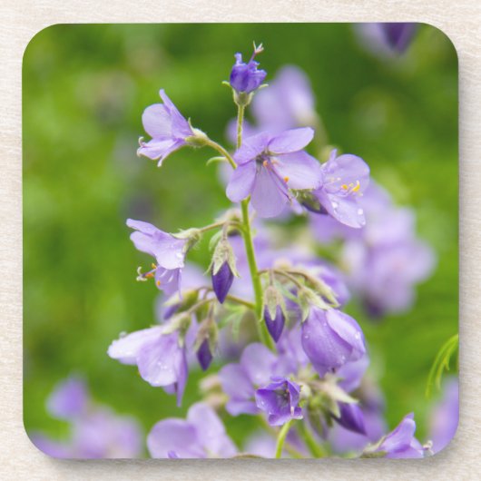 繊細な青い花が春の緑の野原に咲いている コースター (正面)