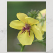 繊細な黄色の花のクローズアップスクラップブック (裏面)