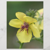 繊細な黄色の花のクローズアップスクラップブック (正面)