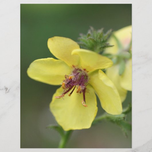 繊細な黄色の花のクローズアップスクラップブック (正面)