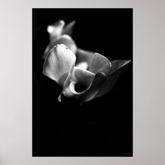 繊細な ポスター (正面)