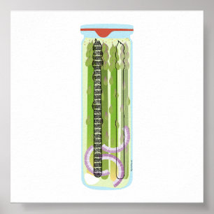 缶詰の食べ物 – Picked Asparagus ポスター