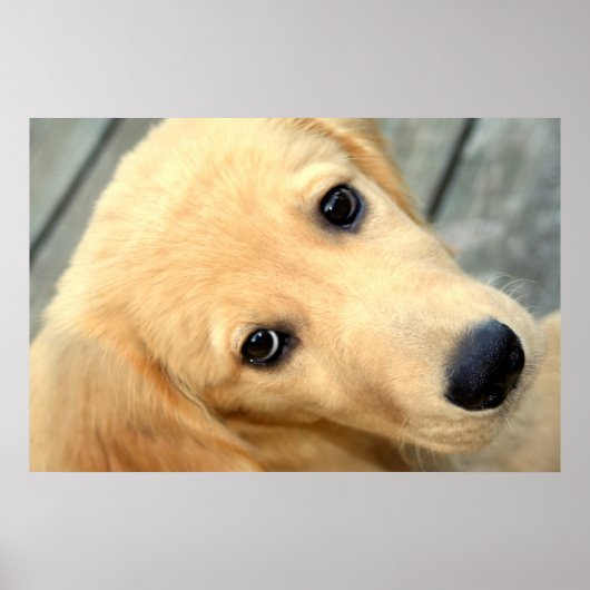 罪のないアビーポスター ポスター (正面)