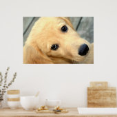 罪のないアビーポスター ポスター (キッチン)