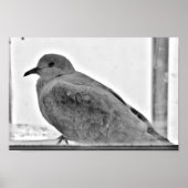 罪のない鳩 ポスター (正面)