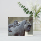 置かれる野性生物-霊長目3 ポストカード (スタンド正面)