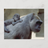 置かれる野性生物-霊長目3 ポストカード (正面)