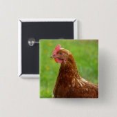 置く雌鶏のロードアイランド赤の鶏 缶バッジ (正面&裏面)