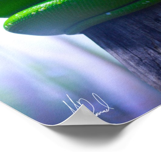 署名入りGreen Tree Python (A)ポスター ポスター (角)