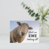 羊おもしろいを見ているもの ポストカード (スタンド正面)