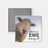 羊おもしろいを見ているもの マグネット (正面/裏面)