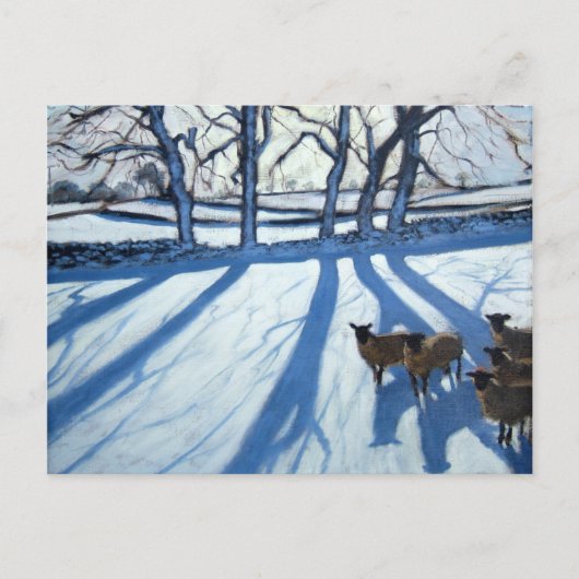 羊が雪のダービーシャー ポストカード (正面)