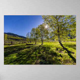 羊でいっぱいの牧草地での日の出 ポスター