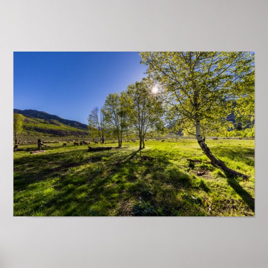 羊でいっぱいの牧草地での日の出 ポスター (正面)