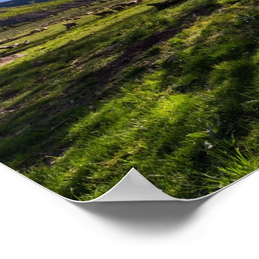 羊でいっぱいの牧草地での日の出 ポスター (角)