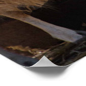 羊と子羊の動物写真 ポスター (角)