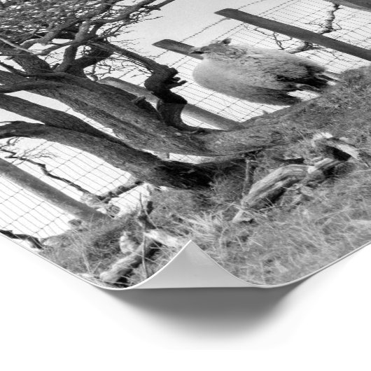 羊と木の白黒の写真 ポスター (角)