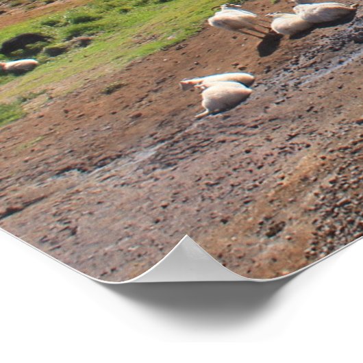 羊と熱い春 ポスター (角)