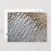 羊のウール抽象芸術自然写真 ポストカード (正面/裏面)