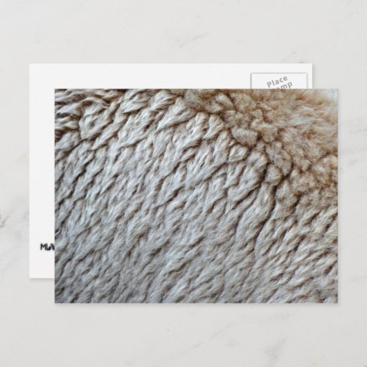 羊のウール抽象芸術自然写真 ポストカード