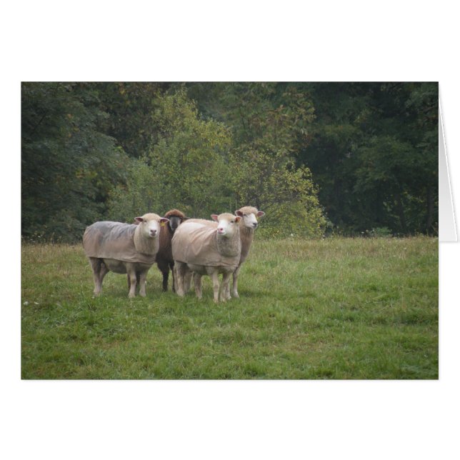 羊のカード (正面横)