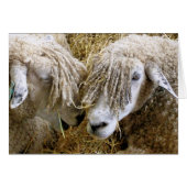 羊のカード (正面横)