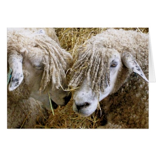 羊のカード (正面横)